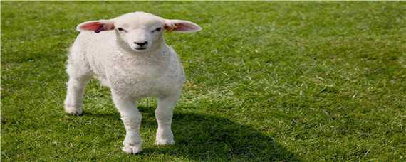 羊吃土是怎么回事是缺什么 小羊吃土是怎么回事是缺什么