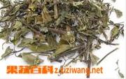 猫须草的功效与作用 猫须草的功效与作用和治肾虚配方