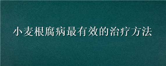 小麦根腐病最有效的治疗方法 小麦根腐病怎么治疗