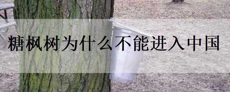 糖枫树为什么不能进入中国 糖枫树为什么不能进入中国境内