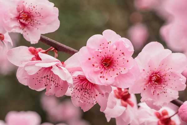 梅花什么时候开的，一年可以开几次（梅花什么时候开的,一年可以开几次啊）