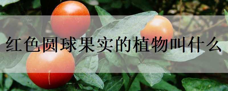 红色圆球果实的植物叫什么（红色圆球果实的植物叫什么名字）