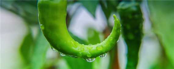 辣椒的种植需要什么肥料（辣椒的种植需要什么肥料和水）