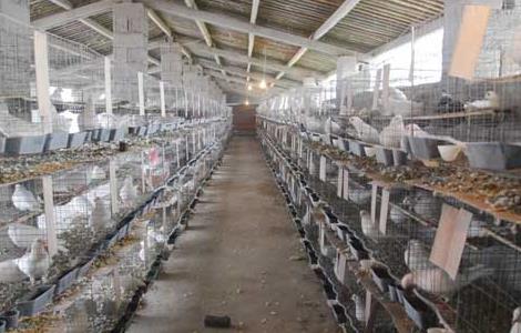 白羽王鸽的养殖管理技术 白羽王鸽怎么养