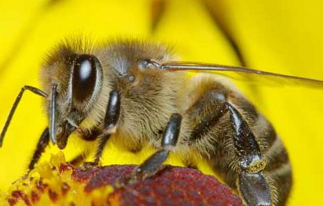 养蜂场养殖中蜂的优势（中蜂养殖效益到底咋样）