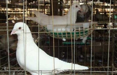 白羽王鸽的养殖特点 白羽王鸽的养殖特点是什么