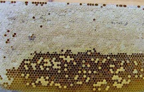 蜜蜂巢脾的修造方法（蜜蜂怎样换掉老巢脾）