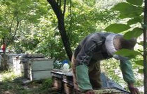 蜜蜂冬季管理要点 蜜蜂的冬季管理办法