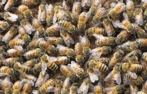 什么样的地方适合养蜜蜂（什么样的环境下适合养蜜蜂?）