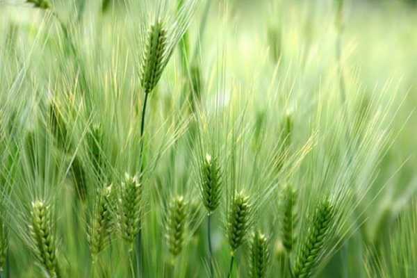 阳台小麦怎么种植，养殖方法有哪些（阳台小麦怎么种植,养殖方法有哪些技术）