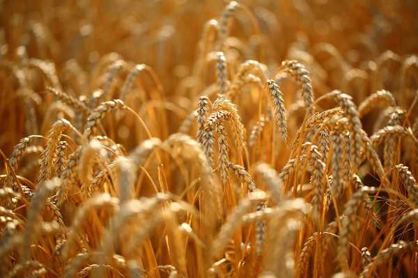 种小麦用什么底肥料好 可以使用复合肥吗