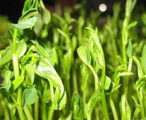 豌豆苗如何种植 豌豆苗如何种植和管理