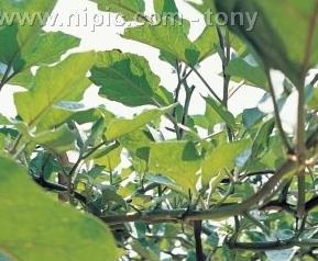 茄子花腐病特征和防治方法 茄子花腐病特征和防治方法视频