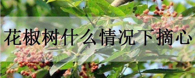 花椒树什么情况下摘心（8月份花椒树能不能修剪与摘心早花椒）