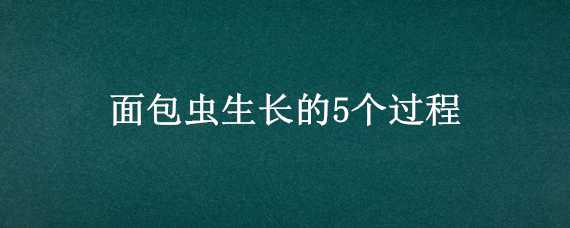 面包虫生长的5个过程（面包虫生长的5个过程图片）