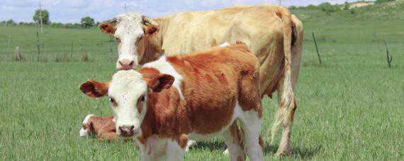 黄白花牛是什么品种 黄白花牛是什么品种图片