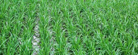 一亩地水稻多少盘秧苗 一亩地水稻多少盘秧苗呢