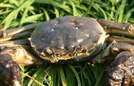 螃蟹养殖池水草栽植与养护技术