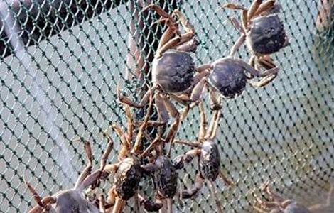 养殖螃蟹常见问题 养殖螃蟹常见问题有哪些