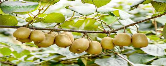 软枣猕猴桃的栽培与管理技术（软枣猕猴桃的栽培与管理技术论文）
