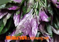 紫背菜药用价值和功效（紫背菜的功效与副作用紫背菜能吃）