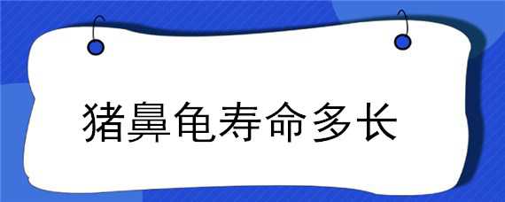 猪鼻龟寿命多长 猪鼻龟能长多大能活多少年