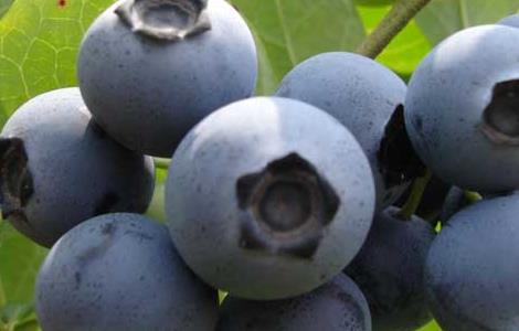 蓝莓的功效与作用及禁忌 蓝莓的功效与作用及禁忌症