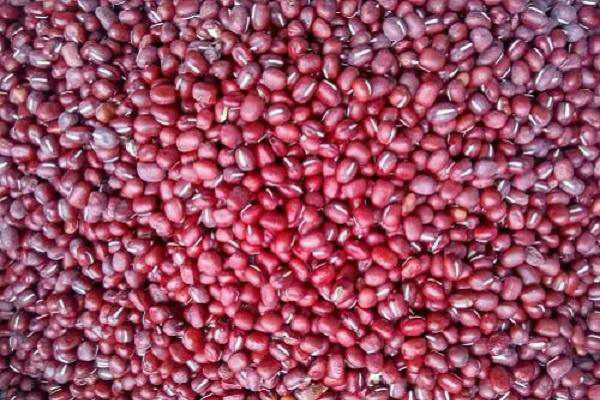 北方红小豆的种植方法有哪些和时间（红小豆种植方式）