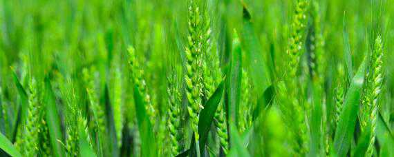 小麦孕穗期的管理 小麦孕穗期的管理措施