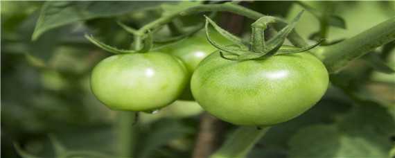 西红柿僵果补救方法 番茄僵果的形成及补救