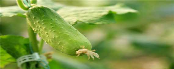 黄瓜苗种植时间和方法（黄瓜的育苗时间和种植时间）