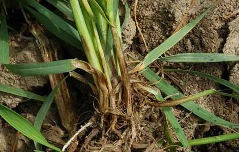 小麦根腐病的发病原因及防治措施 小麦根腐病发病条件