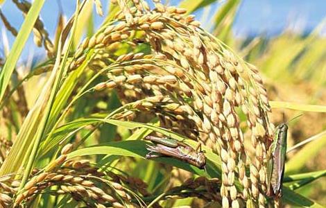 夏季怎样防治稻米中的害虫（稻谷米虫怎么防治）
