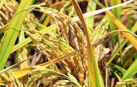 秋收后储藏稻米的方法和要点 稻谷的最佳储存条件