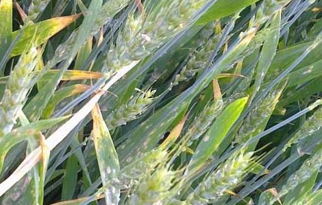 小麦白粉病的防治方法 小麦白粉病怎么预防