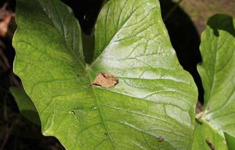 独角莲种子价格及种植方法