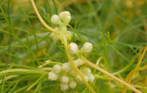 菟丝子种子价格及种植方法 菟丝子种子怎么种