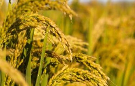 水稻药害的症状与防治 水稻常见病害和防治用药方法