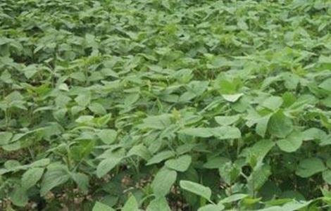 大豆高产施肥技术
