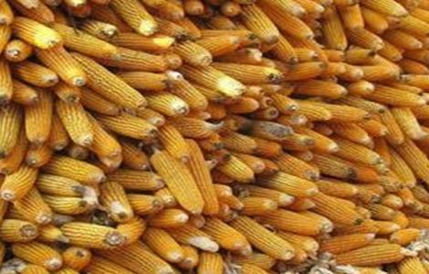 玉米结实不良的原因 玉米结实率低的原因