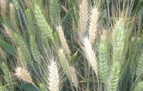 小麦白穗的原因及防治方法（小麦穗发白是什么病）