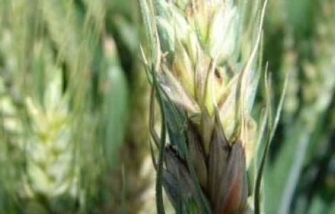 小麦白穗的原因及防治方法
