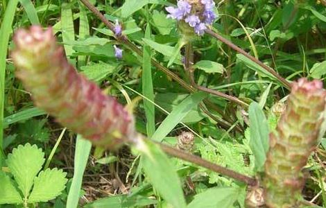 夏枯草种植需要注意什么 夏枯草的种植技术要点