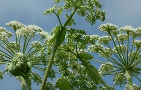 白芷种植技术 白芷种植技术视频