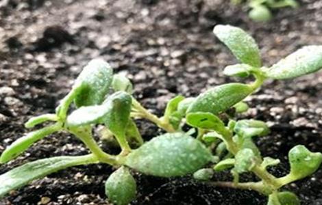 红景天的种植方法 红景天 怎么种植