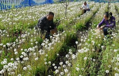 蒲公英种植的田间管理 蒲公英种植管理技术