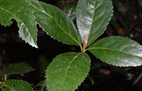 肿节风的种植技术 肿节风苗木