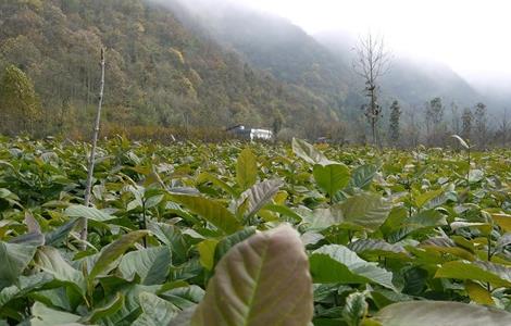 辛夷种植的注意事项 辛夷种植的注意事项和禁忌