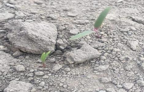 藜麦的繁殖方法 藜麦怎么种