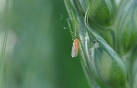 小麦吸浆虫防治技术 小麦吸浆虫的防治